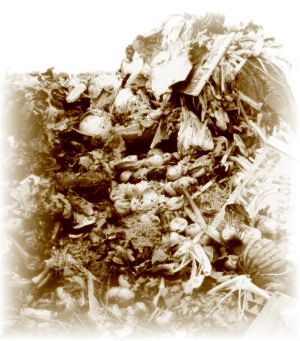 Food Waste